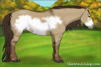 Horse Color:Liver Red Dun Frame 