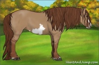 Horse Color:Red Dun Frame 