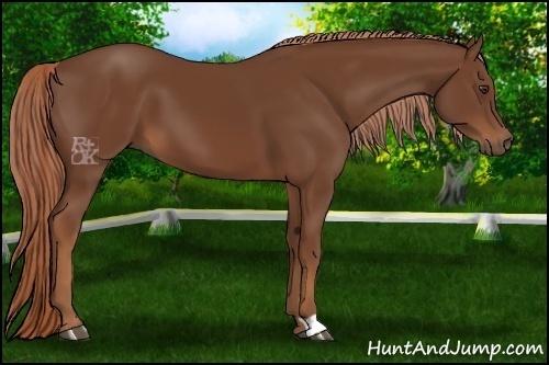 Horse Color:Chestnut 