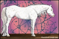 Horse Color:Palomino Near Leopard  and Palomino Near Leopard Rabicano 