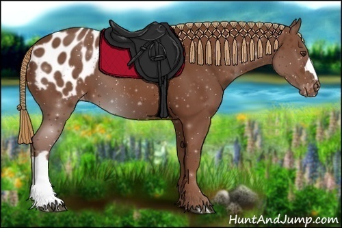 Horse Color:Chestnut Appaloosa 