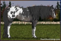 Horse Color:White Spotted Black Blanket 
