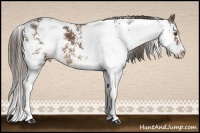 Horse Color:Liver Chestnut Sabino