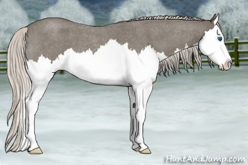 Horse Color:Silver Blue Roan Splash