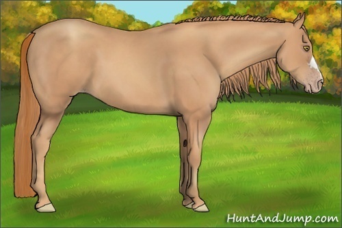 Horse Color:Gold Champagne 