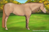 Horse Color:Gold Champagne 