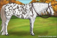 Horse Color:Smoky Grullo Splash Appaloosa