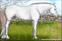 Horse Color:Chestnut Appaloosa