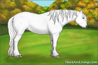 Horse Color:Gray Black 