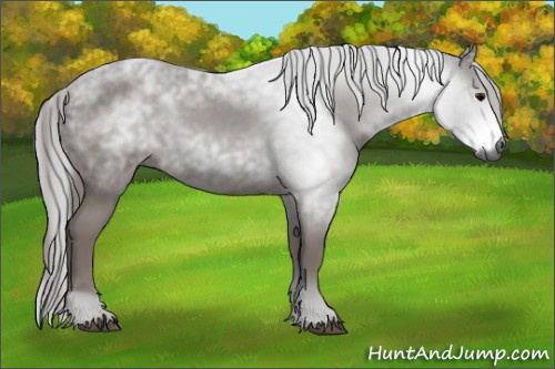 Horse Color:Gray Black 