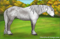 Horse Color:Gray Black