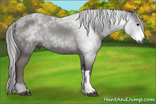 Horse Color:Gray Black 