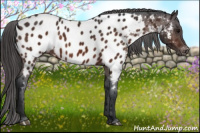 Horse Color:Brown Appaloosa 