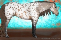 Horse Color:Buckskin Near Leopard
