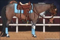 Horse Color:Bay Roan Tobiano