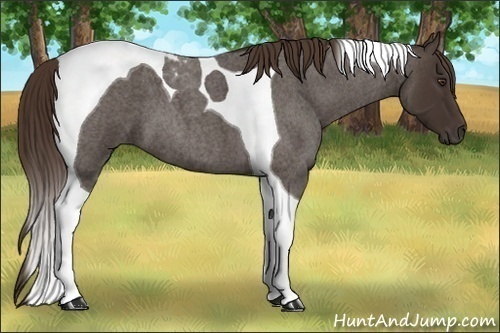 Horse Color:Liver Red Roan Tobiano 
