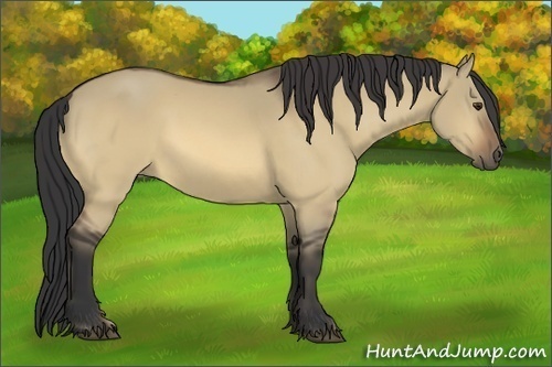 Horse Color:Buckskin Dun 