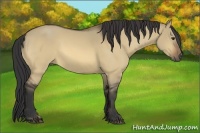 Horse Color:Buckskin Dun 