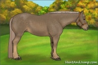 Horse Color:Chocolate Palomino 