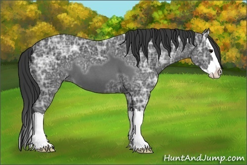 Horse Color:Blue Ice Roan Splash 