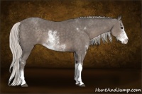 Horse Color:Silver Black Sabino 