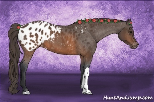 Horse Color:Brown Appaloosa