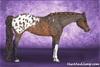 Horse Color:Brown Appaloosa 
