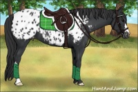 Horse Color:Black Appaloosa