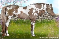 Horse Color:White Spotted Liver Chestnut Rabicano