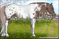 Horse Color:White Spotted Chestnut Ice Tobiano Appaloosa Rabicano