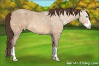 Horse Color:Amber Champagne Roan Splash Appaloosa