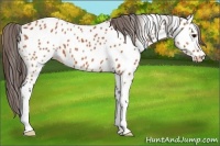 Horse Color:Bay Appaloosa 