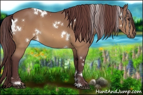 Horse Color:White Spotted Chocolate Buckskin 