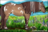 Horse Color:White Spotted Chocolate Buckskin