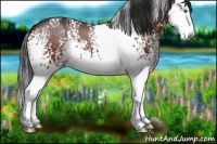 Horse Color:White Spotted Bay Splash 