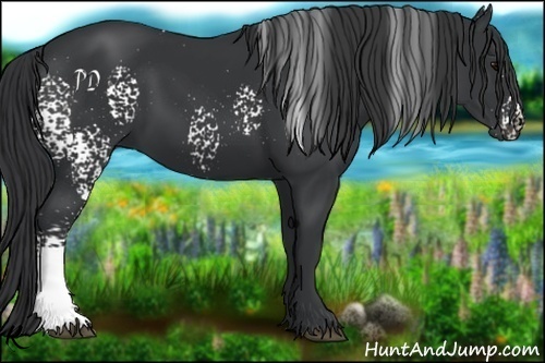 Horse Color:White Spotted Black 