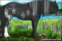 Horse Color:White Spotted Black 
