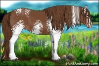 Horse Color:White Spotted Chestnut 