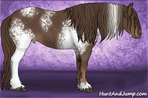 Horse Color:White Spotted Liver Chestnut 
