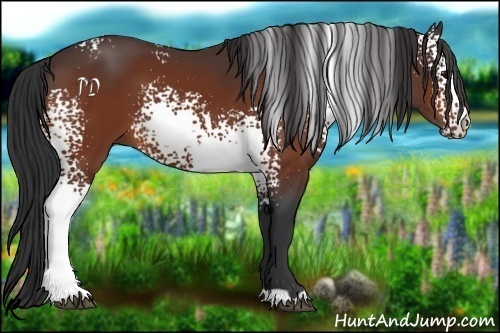 Horse Color:White Spotted Bay