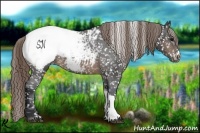 Horse Color:Buckskin Snowflake Varnish
