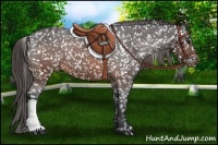 Horse Color:Brown Appaloosa