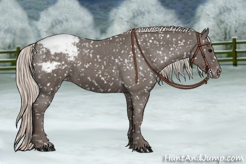 Horse Color:Silver Black Appaloosa 