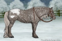 Horse Color:Silver Black Appaloosa