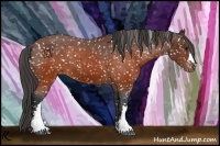 Horse Color:Brown Appaloosa 
