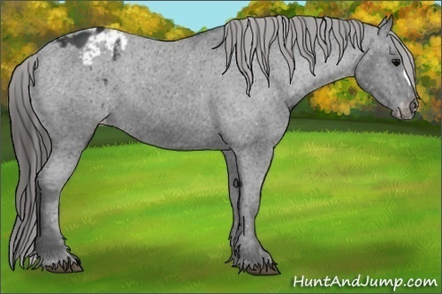 Horse Color:Black Appaloosa 
