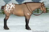 Horse Color:Bay Dun Appaloosa