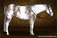 Horse Color:White Spotted Brown Sabino