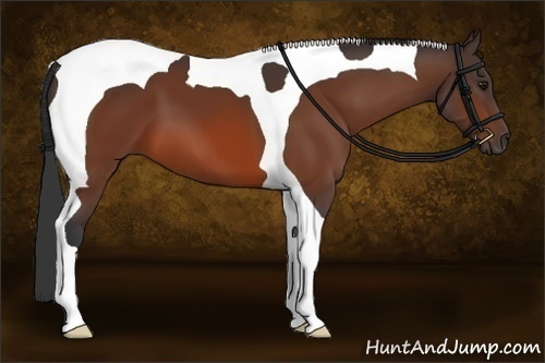 Horse Color:Bay Tobiano 