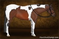 Horse Color:Bay Tobiano 